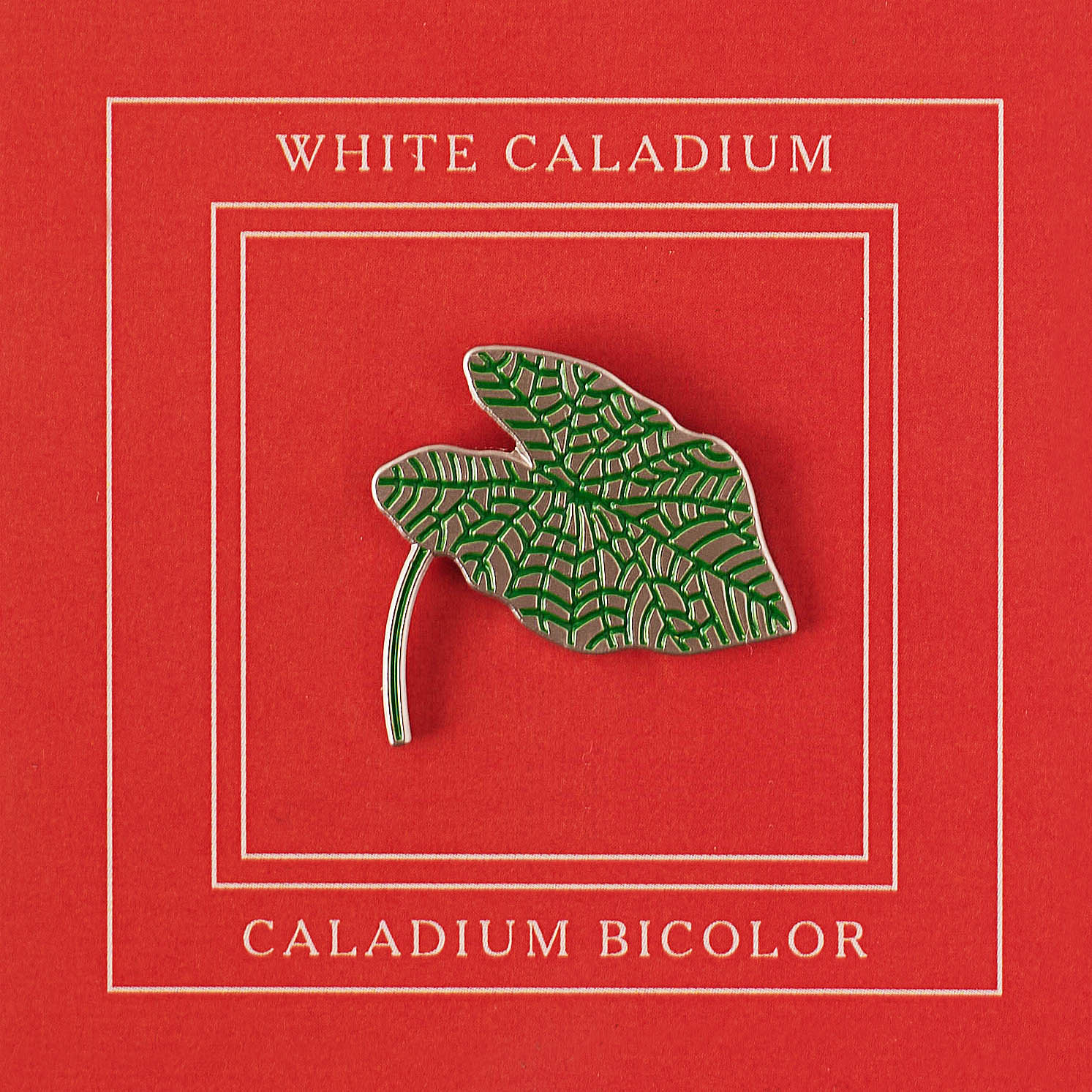 White Caladium