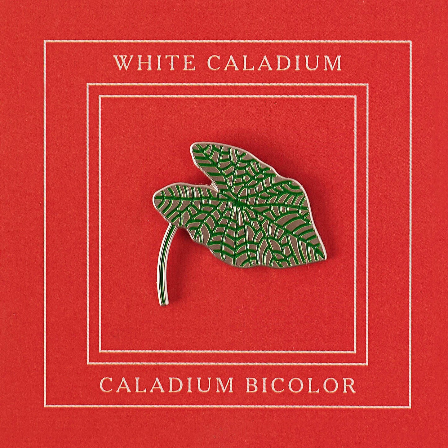 White Caladium